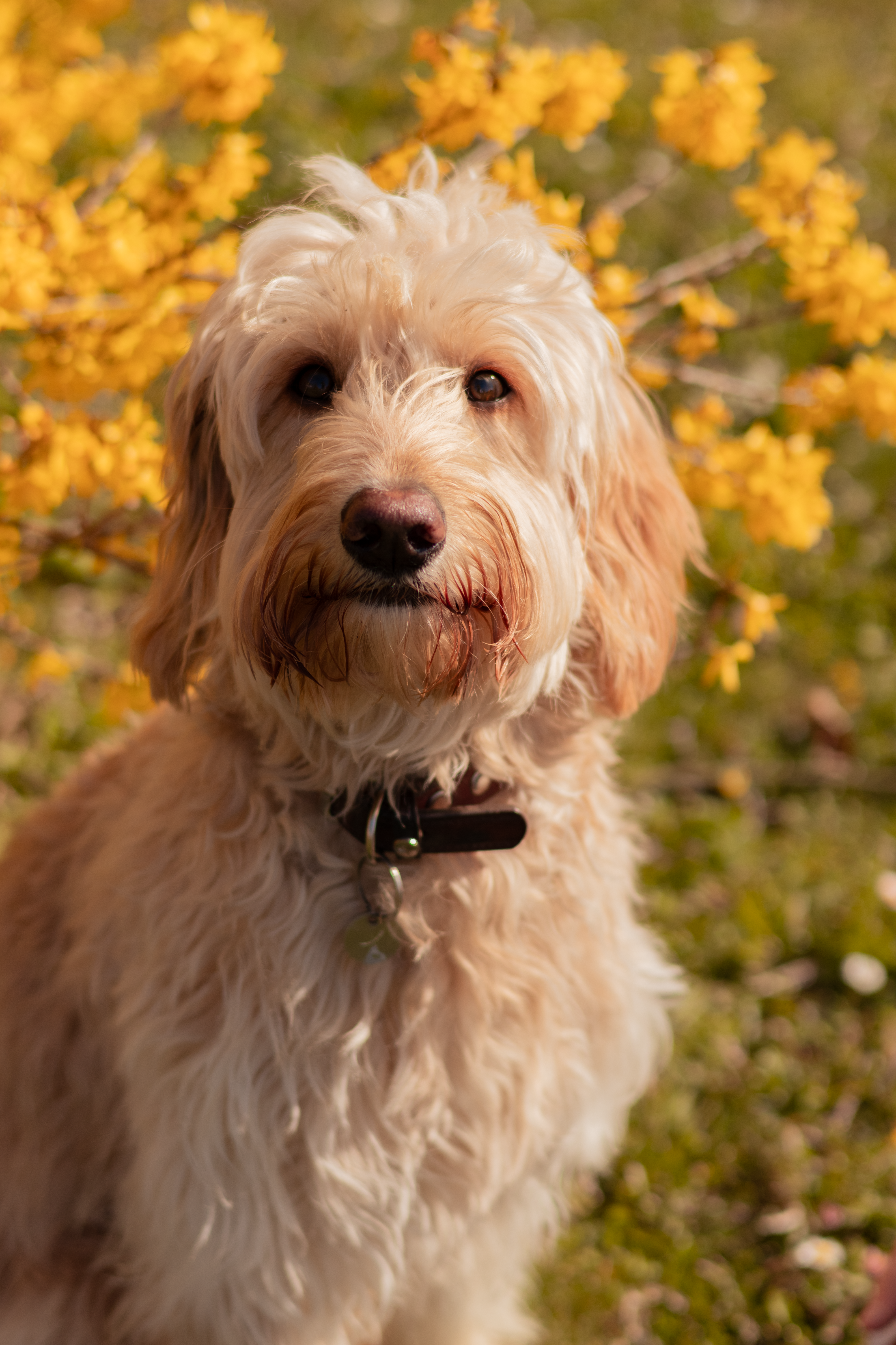 Lotti