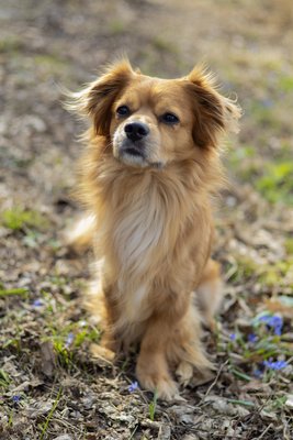 Sammy
