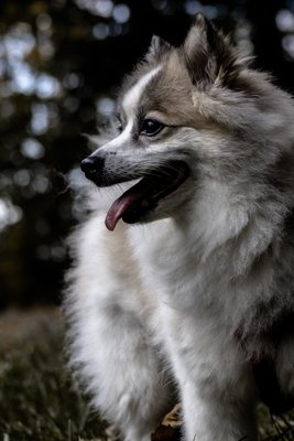 Sammy