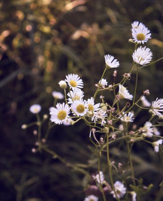 Gänseblümchen