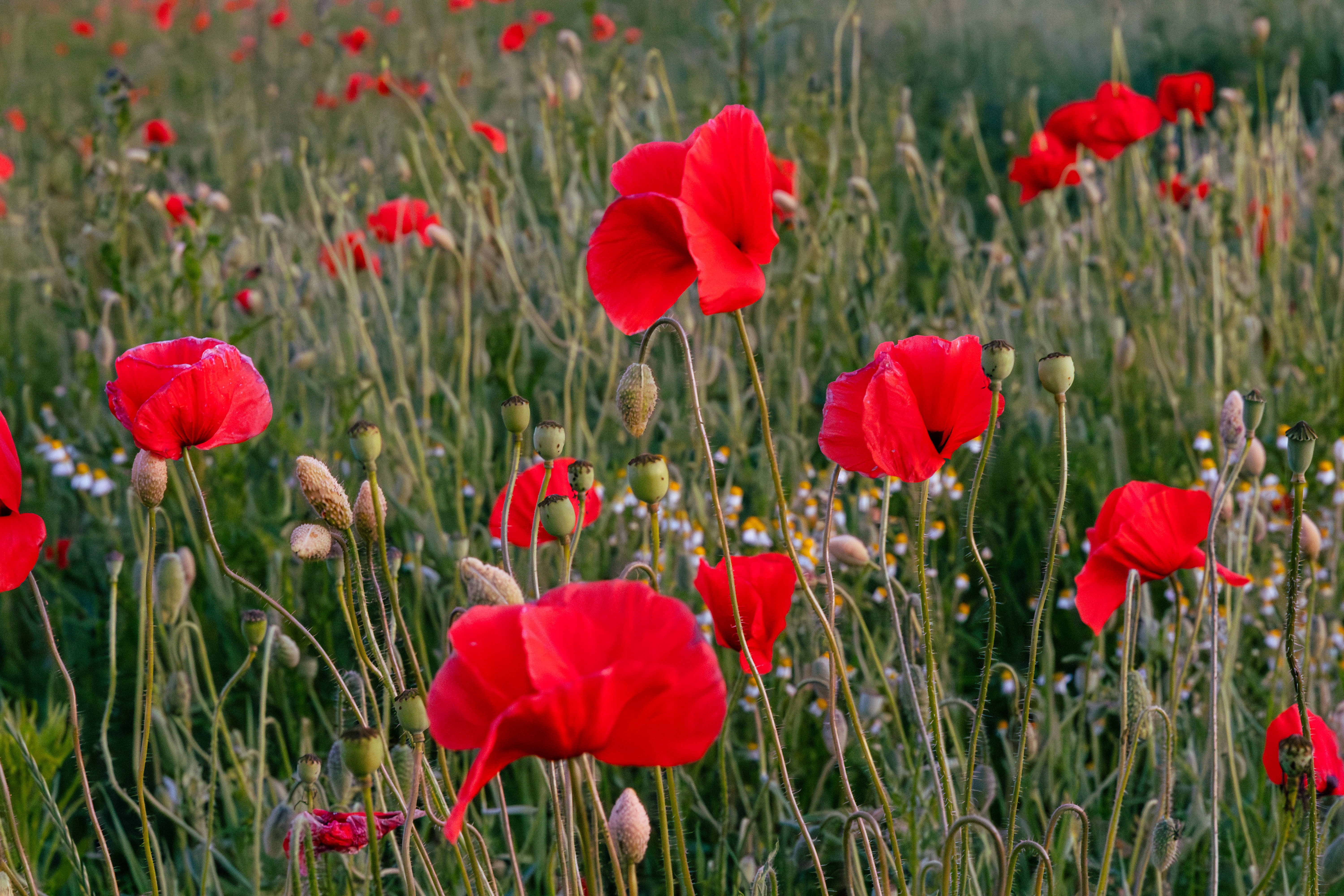 Mohnblumen