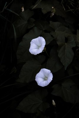 Schwarz weiß Blumen